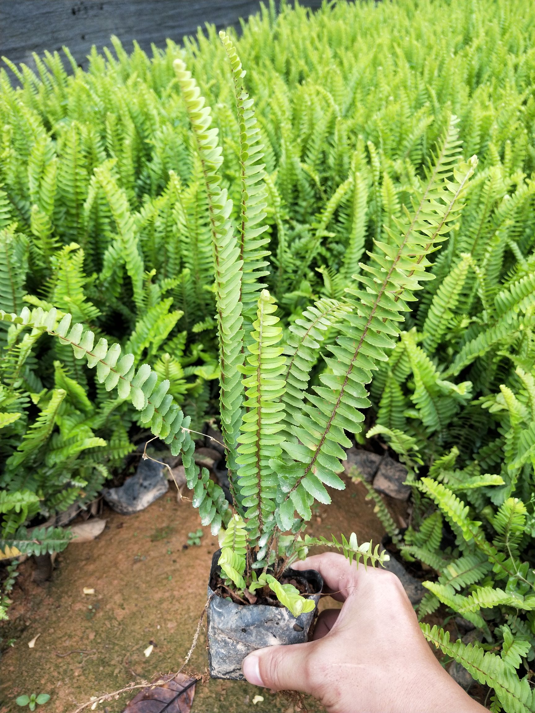 漳浦县观赏用乌蕨 排骨草袋苗，肾蕨，现货大量供应
