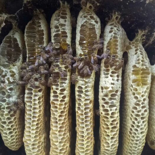 绿春县 生态土蜂蜜成熟封盖蜜，