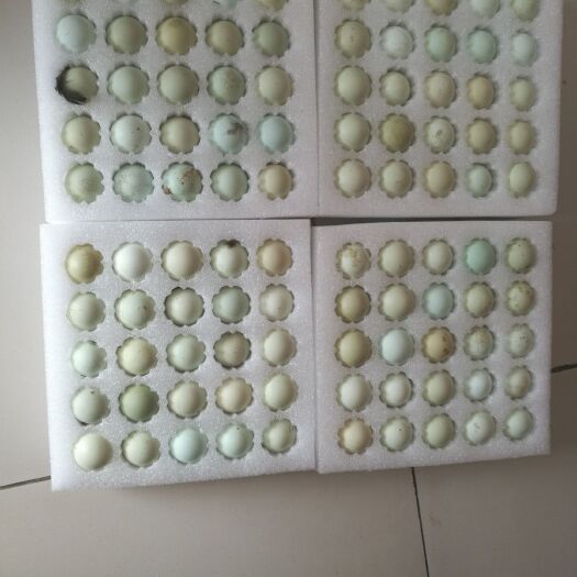 乐陵市土鸡蛋 孵化种蛋  食用都可