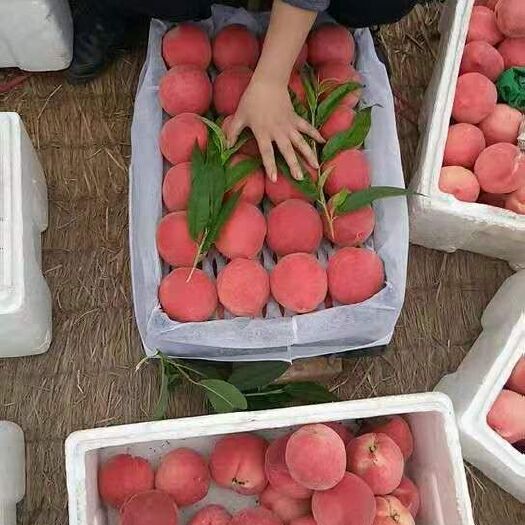 乐亭县 春雪毛桃