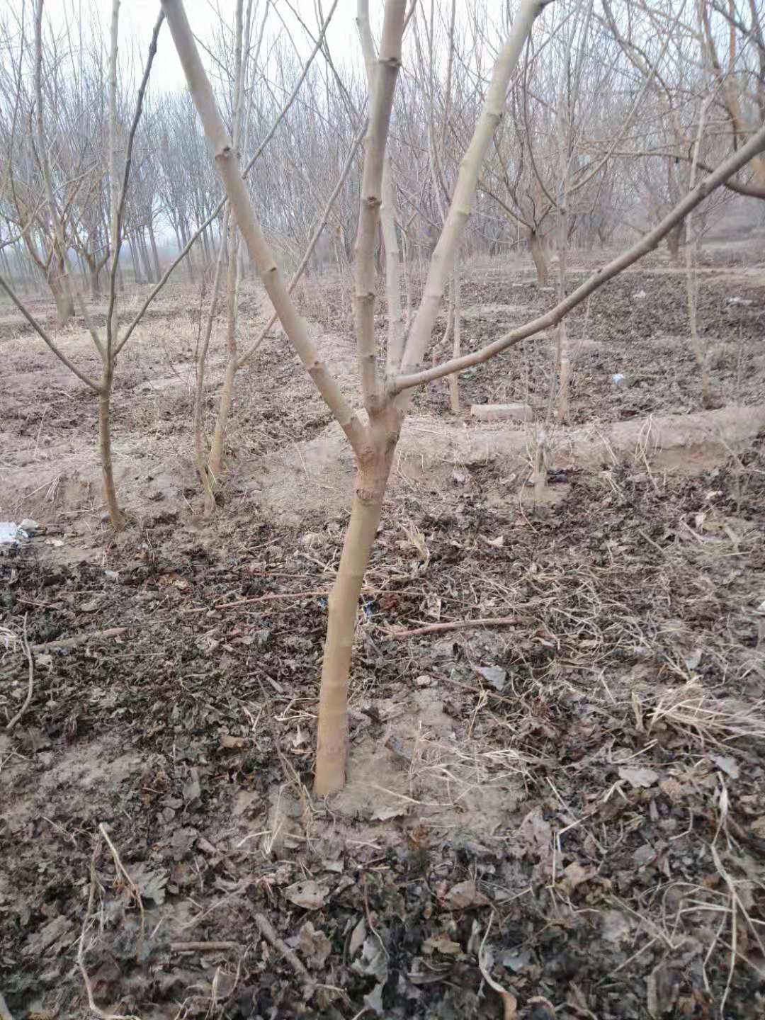 黑珍珠桑树苗