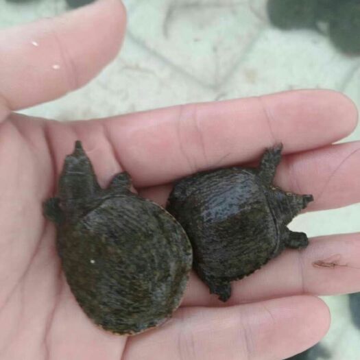 清远 中华鳖苗批发，甲鱼基地供应
