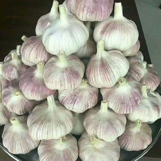 金乡县红皮大蒜 常年供货！诚信经营！保证质量！