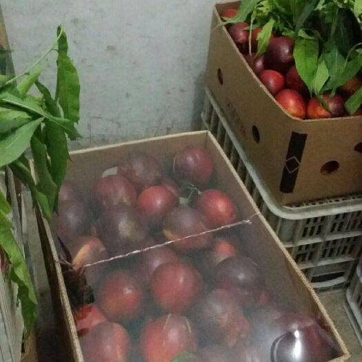 大连中油4号油桃 大甜桃