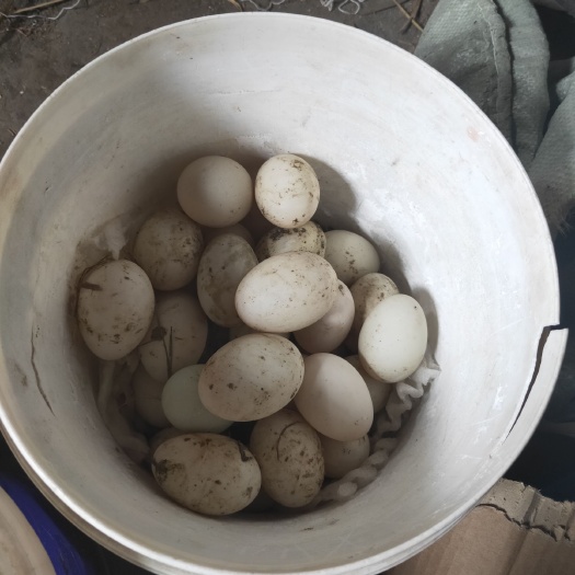 东台市金定鸭蛋 食用 散装