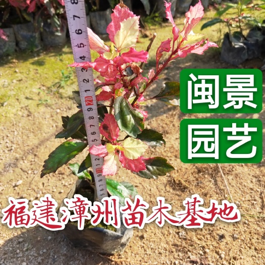 漳州 彩叶扶桑 扶桑 朱槿福建漳州苗木基地