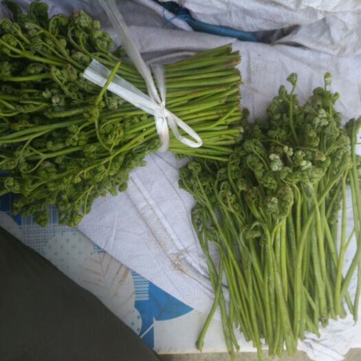 凤城市 大量出售山野菜蕨菜