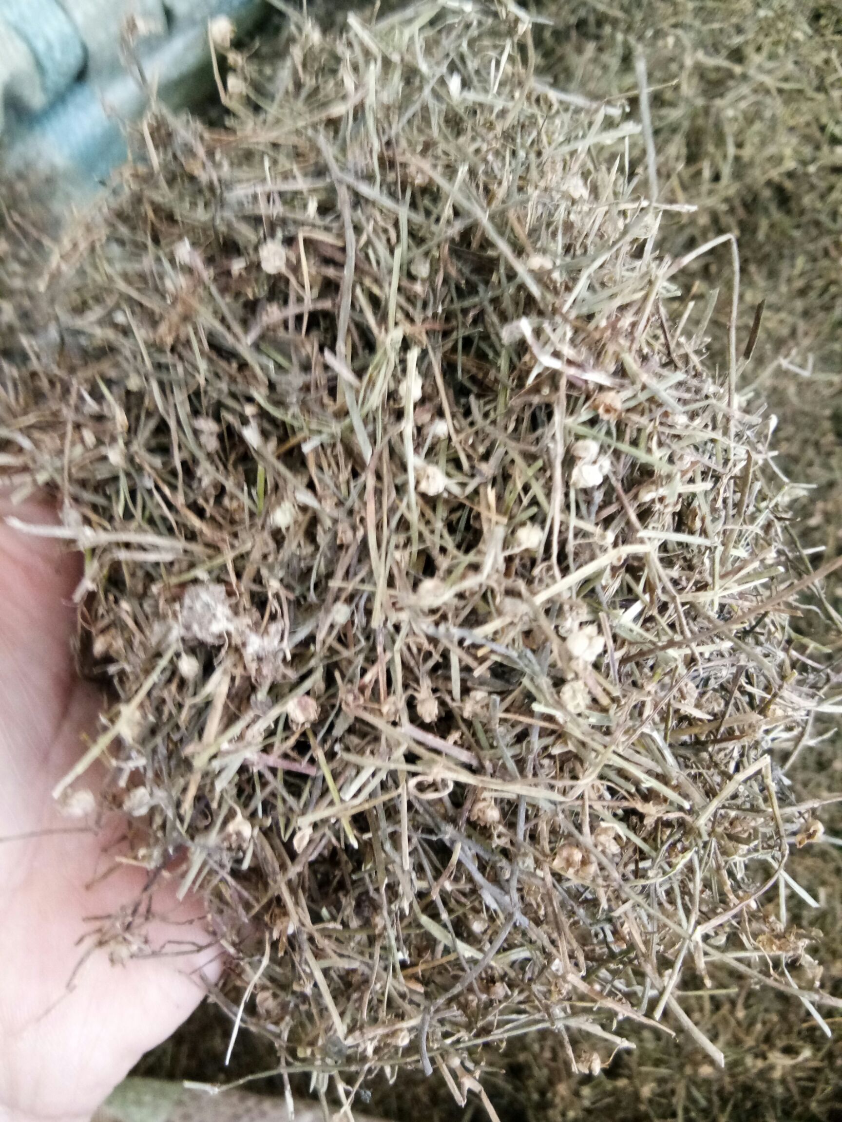 白花蛇舌草  白花舌草 吸尘干净无杂 无硫干货  实物拍摄