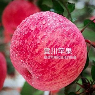平邑县 红富士苹果苗
，二年成苗，现挖现卖保证是鲜苗