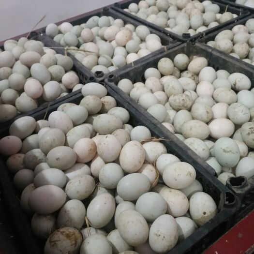 民权县绿壳鸭蛋 食用 散装
