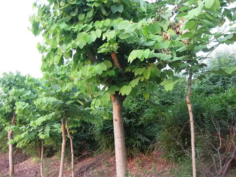 廣西紫荊樹,規格多,貨多