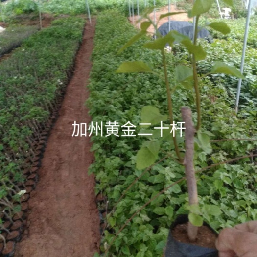 漳州加州黄金三角梅 加州金黄二十杆