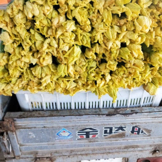 濮阳县 鲜花丝瓜，马上就要涨钱了，有要的请下单