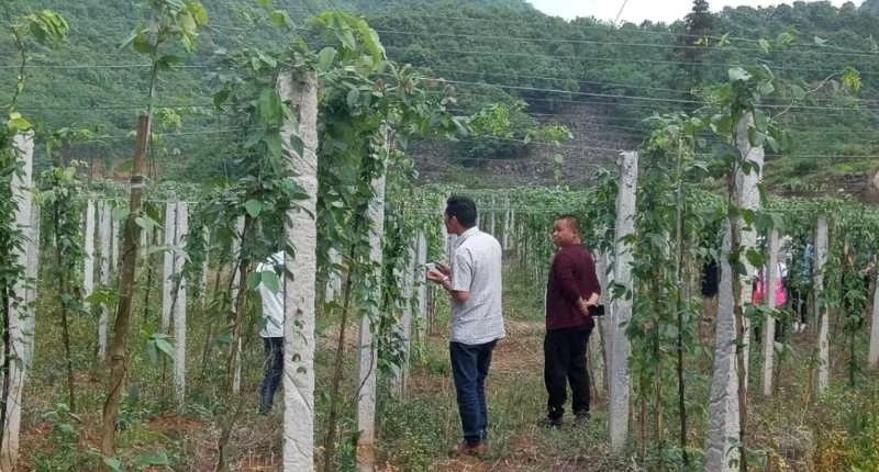 安龙县八方瓜 全生态  全物理除病害  保质  支持检测报告