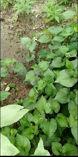 连山县野生鱼腥草