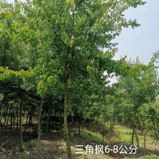益阳 三角枫