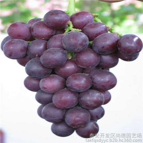 平度市 藤稔葡萄欢迎采购