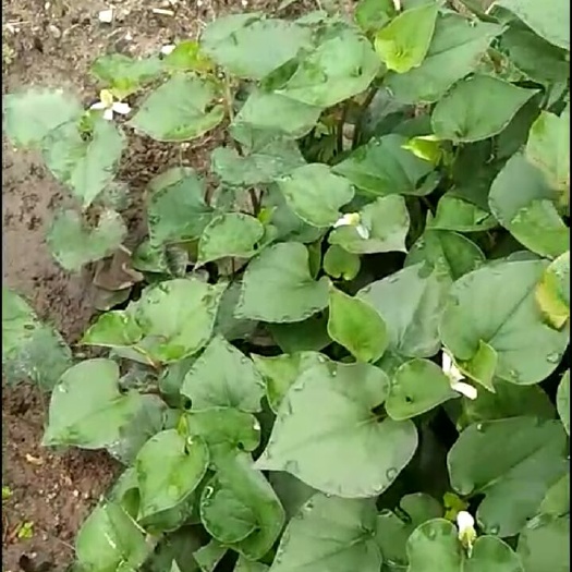 连山县野生鱼腥草 现找现卖新鲜货