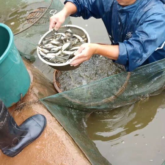 湄潭县池塘草鱼 人工养殖 0.05公斤