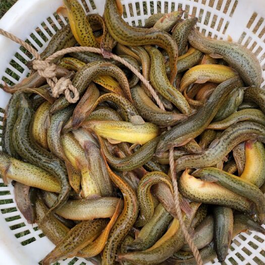 广州泥鳅苗批发
