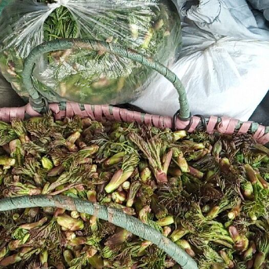 尚志市苦老芽 刺老芽