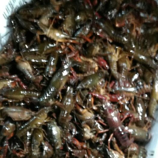 洞庭湖小龍蝦 3.5一9通貨
