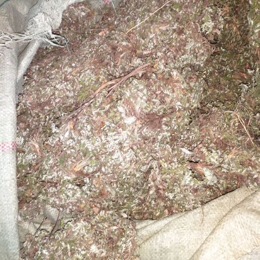 枣阳市 新货翻白草