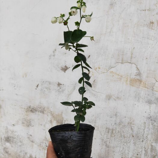 泰安 组培蓝莓苗大量有货
