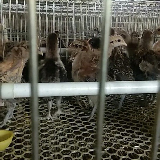 望都县 脱温柴鸡苗