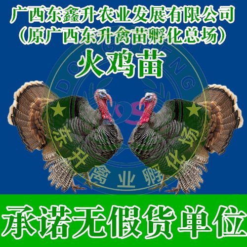 南宁 贝地娜火鸡苗——承诺无假货单位
