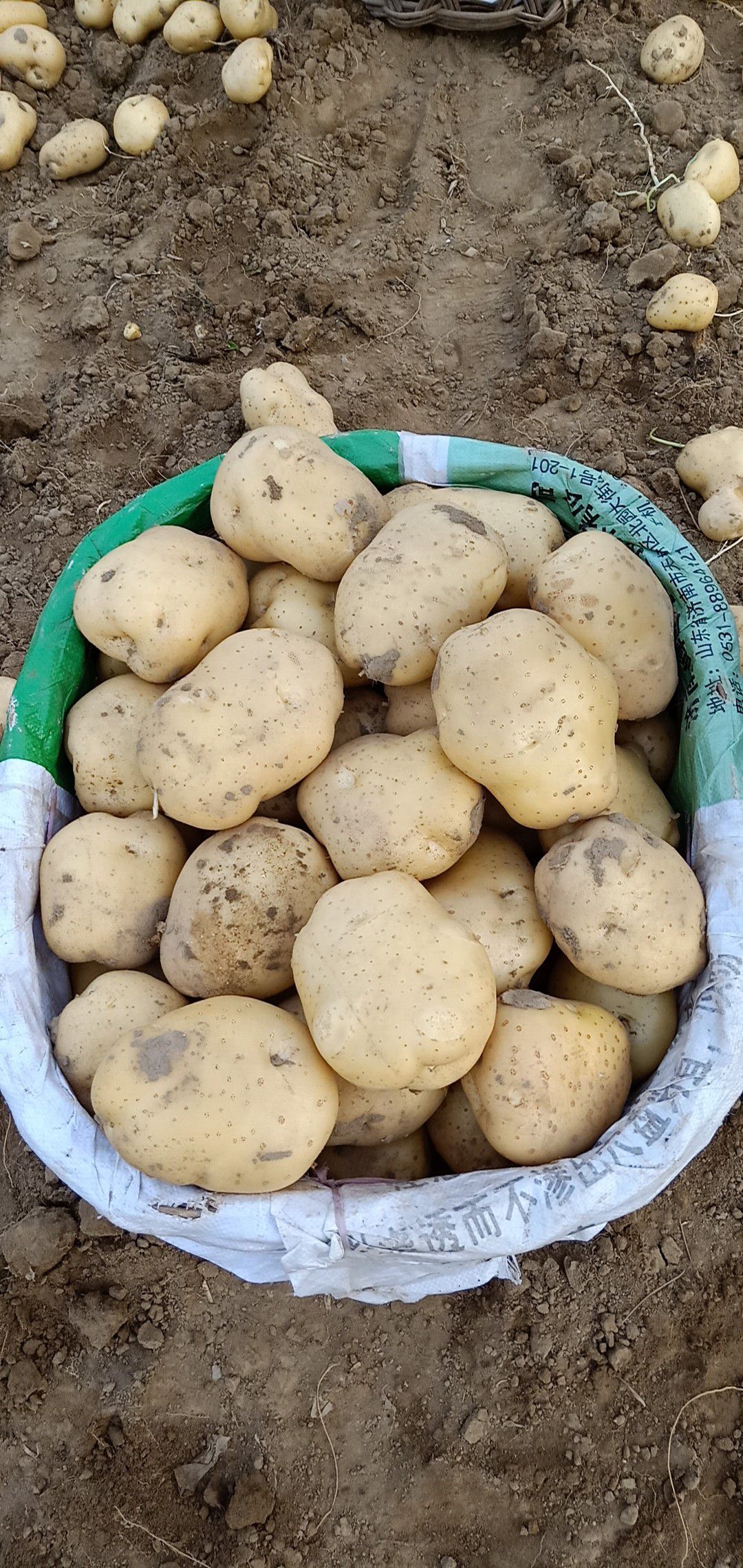  昌黎土豆個頭大皮毛好