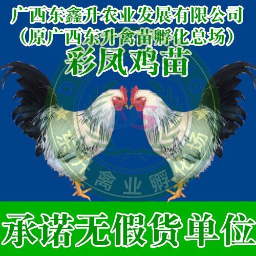  彩凤鸡苗