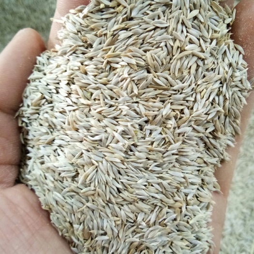 安国市生菜籽又名莴苣籽无硫无杂补钙高手可配比黄瓜籽打粉食用包邮