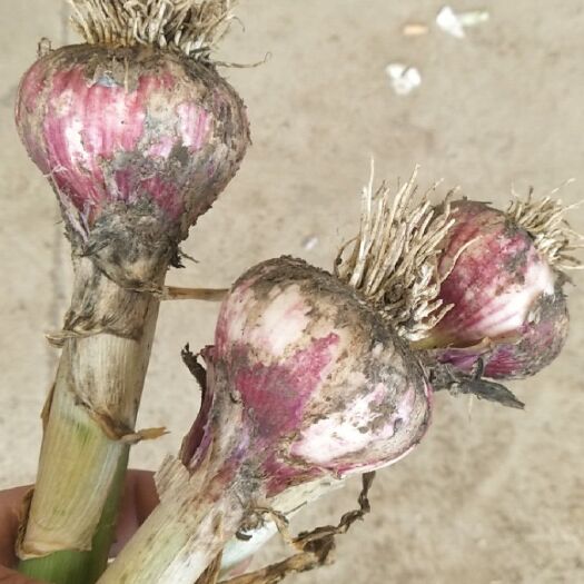 新沂市杂交大蒜 混级统货 多瓣蒜