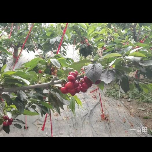 大连 大连美早大樱桃，多汁鲜美，自家种植，顺丰发货