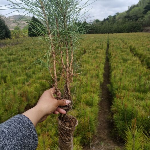 山地油松 油松小苗
