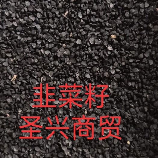 安国市韭菜籽韭菜子净货非葱籽药用