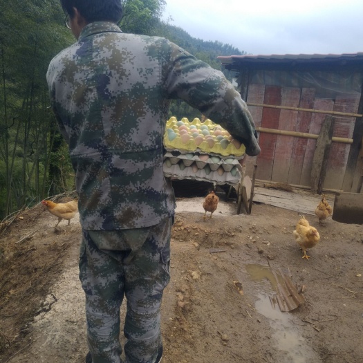 洞口县 正宗土鸡土鸡蛋