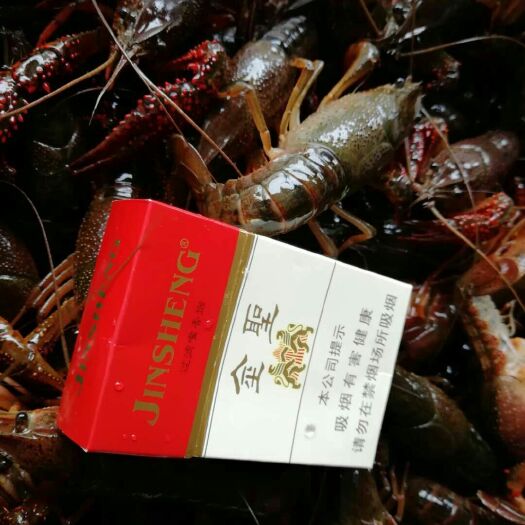 赣州 大量供应清水小龙虾