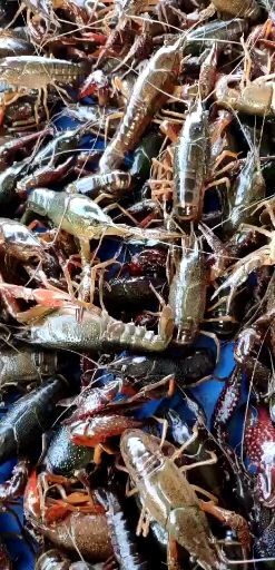 沭阳县红壳小龙虾 6到9钱