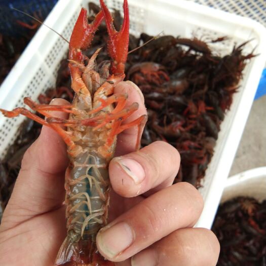 洪湖市 小龙虾，养殖户自产自销，底板干净，大青