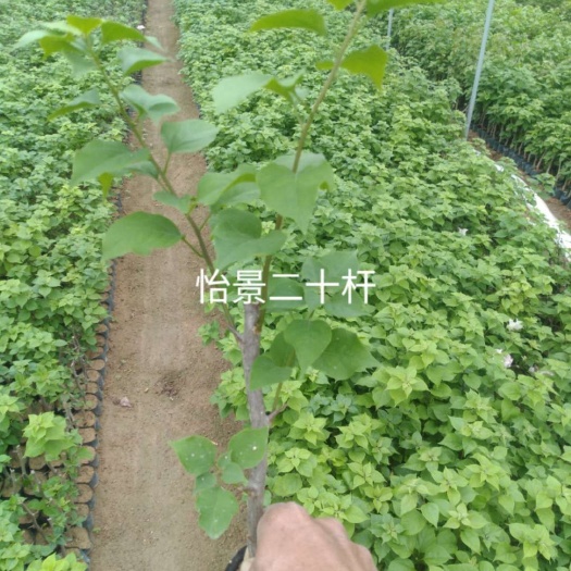 漳州 三角梅怡景二十杆
