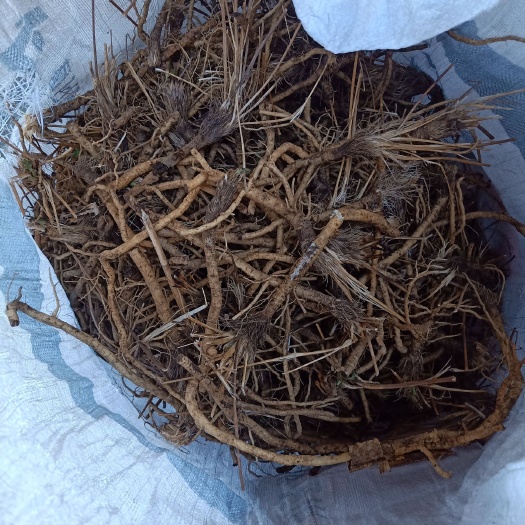 阿荣旗 防风