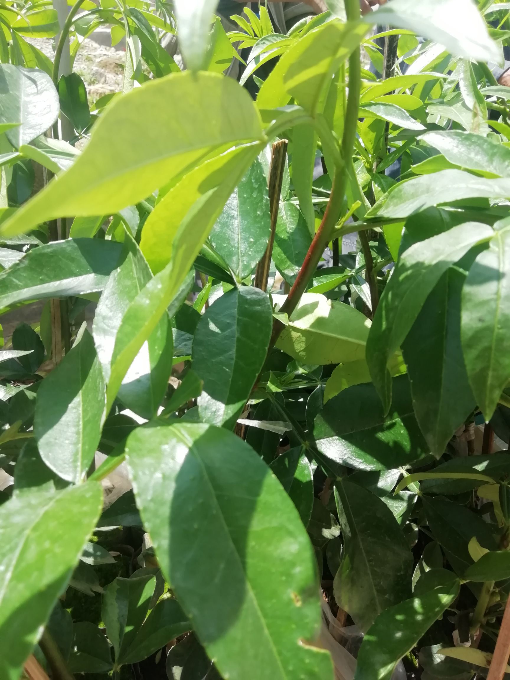 保山无刺花椒苗
