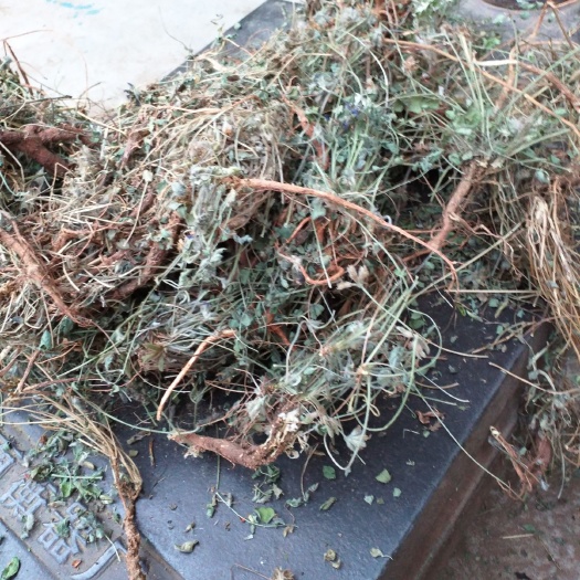 枣阳市紫花地丁 苦地丁