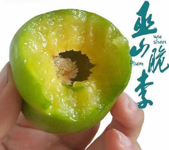 巫山巫山脆李 诚信为本