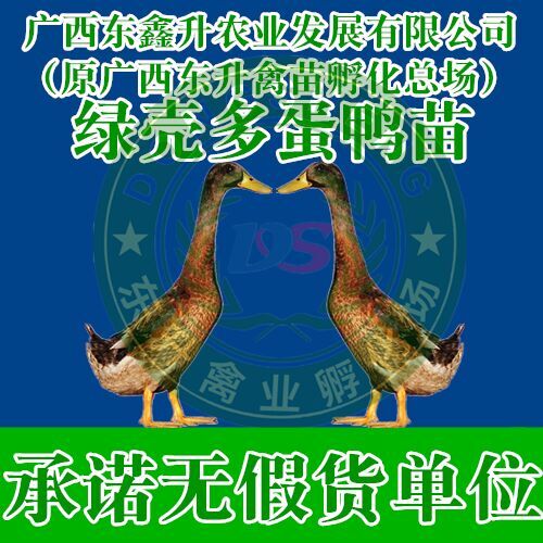南宁 蛋鸭苗