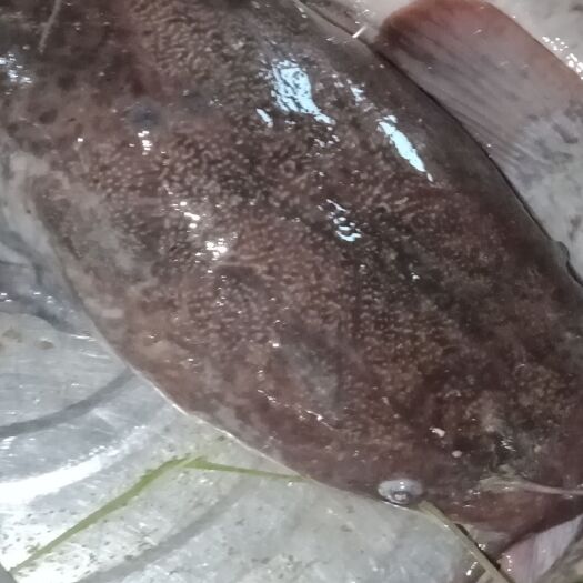 东兰县本地塘鲺 无饲料清水河养时间长的溏角鱼，质量保证，囗味香甜批发8元斤。