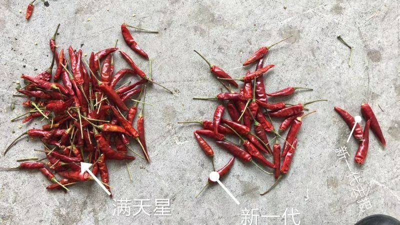 内黄县新一代辣椒 新一代产地农业种植公司直供，长期货源稳定！