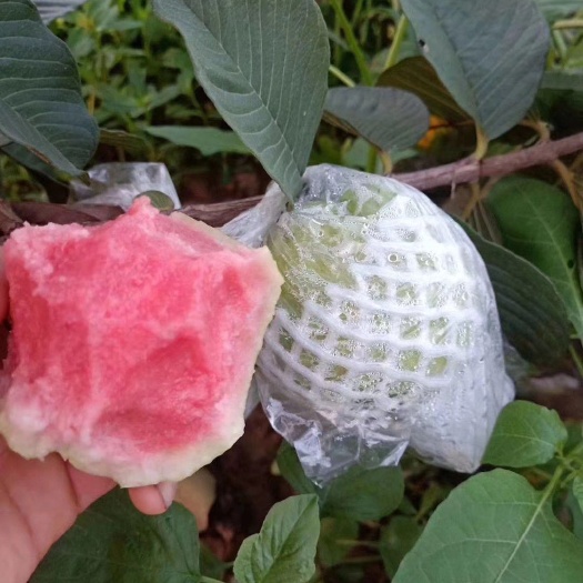 灵山县红宝石石榴苗 番石榴苗